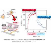 シナプスの機能をナノサイズの磁気メモリスタで模倣