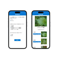 日本一のシソ産地・愛知から農業DXを加速 ミライ菜園が愛知県と共同で「シソ病害虫AI画像診断技術」を開発