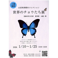 山田秋津標本コレクション「世界のチョウたち展」を開催