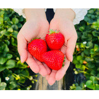 【最高金賞の完熟苺×カクテル日本王者】新宿の3店舗にて、コンテスト1位を獲得した栃木県「くまかわいちご園」の極上苺を使用したフレッシュフルーツカクテルが提供開始！