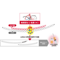 わずか2塩基でRNA切断を触媒する世界最小DNA酵素