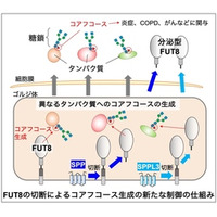 炎症やCOPDなどに関わる糖鎖の新たな制御機構