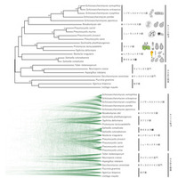 [東京農業大学(共同研究)] 全ゲノム情報から赤色酵母サイトエラ属(Saitoella)の系統分類学的位置が明らかに