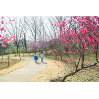 小さな春がいっぱい！「早春フェスタ」を開催します（国営讃岐まんのう公園）