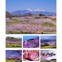 株式会社IDOM様より企業版ふるさと納税として7台の車両の寄附を受納しました