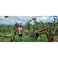 生活クラブで扱う「バランゴンバナナ」の産地 フィリピンの台風被害に対し、復興支援金100万円を寄付