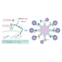 「抗ネオセルフ抗原抗体を用いた画期的な自己免疫疾患治療薬プラットフォームの開発」が池田泉州銀行「イノベーション研究開発助成金」優秀賞に採択