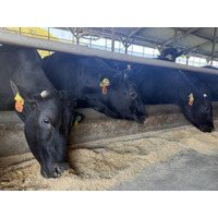 物価高で注目・交雑牛は和牛よりうまくなる！？　飼料で「おいしさ」変わる。調査結果を発表