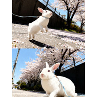 撮影場所を選ばず桜を再現、Meituが 