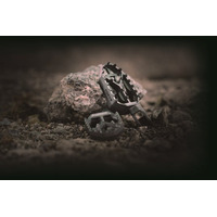 アドベンチャーライダー必見の軽量・高剛性チタン仕様！アクラポビッチ新作フットペグ