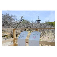 住友林業「桜のたすき」プロジェクトを発足