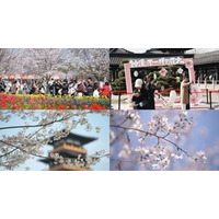 CCTV+：満開の桜が各地から観光客を中国東部の都市へ引き寄せる