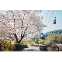 神戸の山上に登場する「山桜のある風景」。神戸布引ハーブ園の約100本の「山桜」が間もなく見ごろを迎えます。「彩るガーデン」「神戸の景色」が織りなすエレガントなロケーションでお花見をお楽しみいただけます