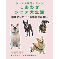 シニア犬とその飼い主のためのシニア犬専門誌が2026年7月発売決定！ 制作に向けたアンケート募集開始
