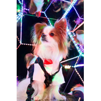 ペットの“家族化”が進む中、「じっとできないわんちゃん大歓迎」セルフフォトスタジオ『PILI Dog Studio』が東京・多摩にオープン