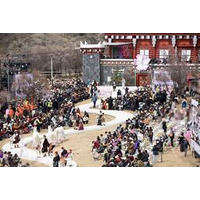 道孚のアンズの花祭り、高原での新たな文化と観光の統合をアピール