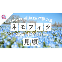 【広島／世羅】ネモフィラ・芝桜が見ごろです！芝桜とネモフィラの丘《Flower village 花夢の里》