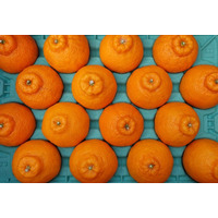 【母の日ギフトにも】基準値超えの糖度15度！とろける甘さの極熟『不知火（しらぬい）』春季限定で熊本から産地直送