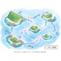 サンゴ礁の島々をつなぐ中核となるサンゴ個体供給源を推定