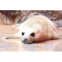 3年ぶりに赤ちゃん誕生！！伊勢シーパラダイスで「ゴマフアザラシ」の赤ちゃんが生まれました