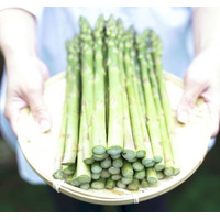 【福島・会津地方より産地直送】甘くやわらかな旬の味覚「アスパラガス」販売開始。希少なホワイトアスパラも登場