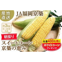朝採り･当日発送で届ける甘みあふれる初夏の味覚！福岡県産スイートコーン京築の恵みをJAﾀｳﾝで予約販売開始