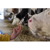 世界家畜用ワクチン市場、2032年に9052百万米ドル規模へと成長予測