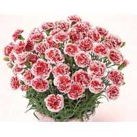 色とりどりのカーネーションからお母さんにぴったりの色を選べる！ 