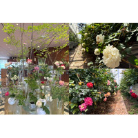 【琵琶湖ホテル】滋賀県産のバラで初夏のロビーに彩りを花の地産地消で県内生産者を応援するSDGsの取り組み