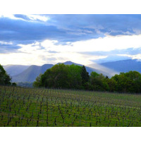 【長野・飯綱町】生産者と歩く広大なぶどう園トレッキングや「摘果体験」も。5/16開催『いいづなシードルガーデン2026』予約制体験イベントの詳細発表