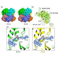 メタノールを効率よくエネルギー変換する酵素の立体構造を解明