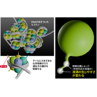 遺伝子制御に関わる液滴形成のメカニズムに新知見