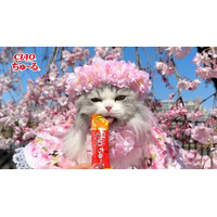 いなばペットフード　全国の猫ちゃんが続々登場！2026年春の「CIAO ちゅ～る」新CM第1弾動画を公開！