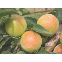 福井県産の完熟梅「福太夫」がＪＡタウンで販売開始！ 