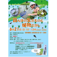 安満遺跡公園の古代米水田で生き物探し