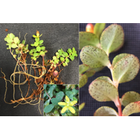 世界自然遺産屋久島において植物の新種ヤエダケオトギリを発見