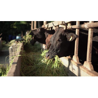 日本の動物飼料市場動向 2034 | 1.98%のCAGRで2,920万トンに達すると予測