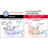 遺伝子治療の可能性を広げる「HSVアンプリコンベクター」の高効率産生技術を開発