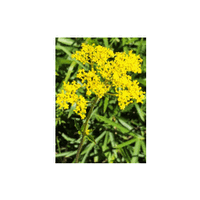 神奈川県の在来植物の45%で生育地が減少