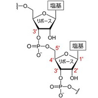 古細菌のRNAのつなぎ目に硫黄が使われていることを発見！ 