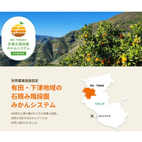 国際連合食糧農業機関から世界農業遺産に認定された 有田・下津地域の石積み階段園みかんシステム！ 有田みかんをＪＡタウン「みかんの里 ありだ」ショップで販売